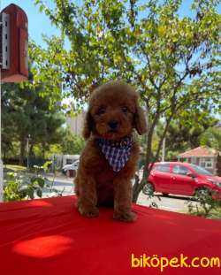 Red Brown Toy Poodle Yavrular 3