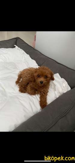 RED Brown Toy Poodle Yavrular 3