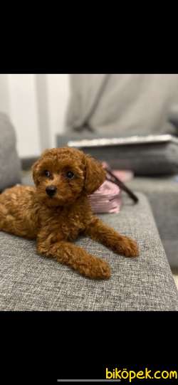 RED Brown Toy Poodle Yavrular 4