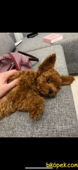 RED Brown Toy Poodle Yavrular 2