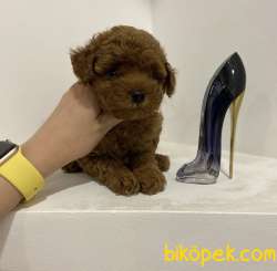 Red Brown Toy Poodle Yavrular 2