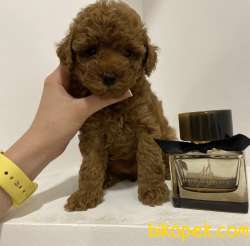 Red Brown Toy Poodle Yavrular 3