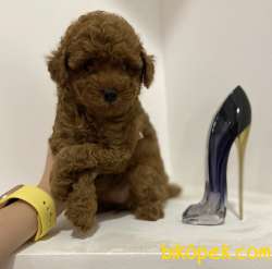 Red Brown Toy Poodle Yavrular 1