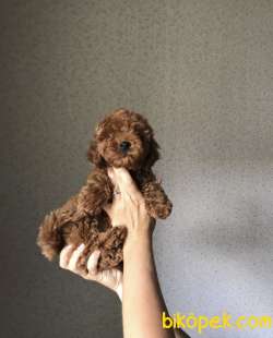 Red Brown Toy Poodle Yavrular 2