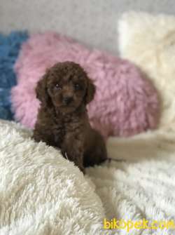 Red Brown Toy Poodle Yavrular 3