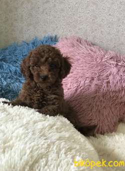 Red Brown Toy Poodle Yavrular 2