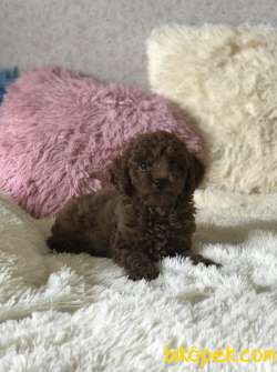 Red Brown Toy Poodle Yavrular 1