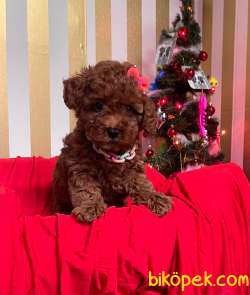 Red Brown Toy Poodle Yavrular 1