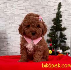 Red Brown Toy Poodle Yavrular 2