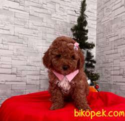 Red Brown Toy Poodle Yavrular 4