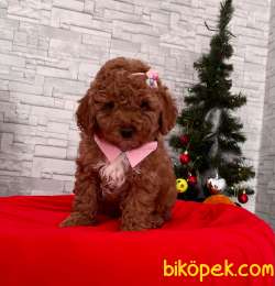 Red Brown Toy Poodle Yavrular 1