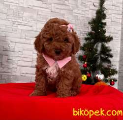 Red Brown Toy Poodle Yavrular 3