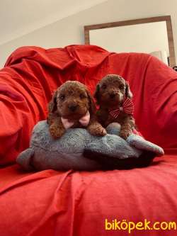 RED BROWN TOY POODLE YAVRULAR 3