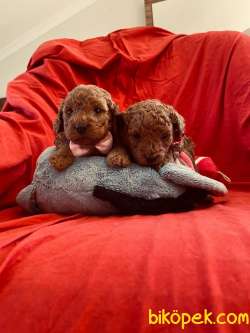 RED BROWN TOY POODLE YAVRULAR 2