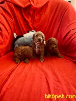 RED BROWN TOY POODLE YAVRULAR