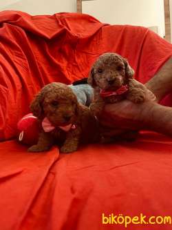 RED BROWN TOY POODLE YAVRULAR 5