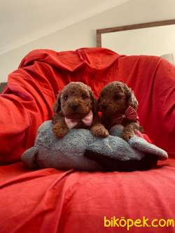 RED BROWN TOY POODLE YAVRULAR 4