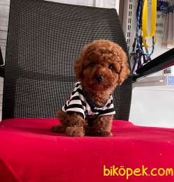 Toy Poodle Yavrular 1