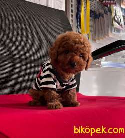 Toy Poodle Yavrular 4
