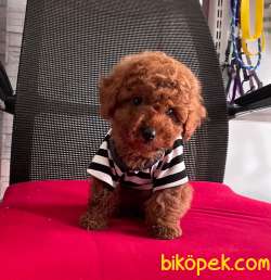 Toy Poodle Yavrular 2
