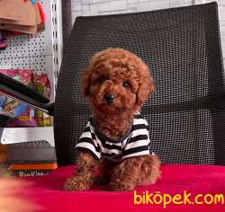 Toy Poodle Yavrular 3