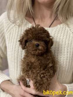 Red Brown Toy Poodle Yavrular 3