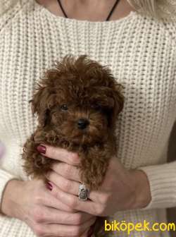 Red Brown Toy Poodle Yavrular 4
