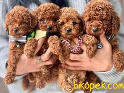 Red (kızıl)Brown Toy Poodle Mini Boy Yavrular 2