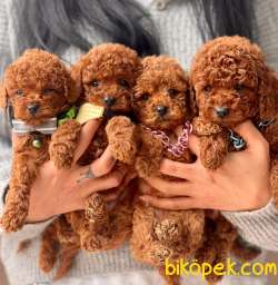 Red (kızıl)Brown Toy Poodle Mini Boy Yavrular 1