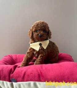 RED BROWN TOY POODLE YAVRULAR 5