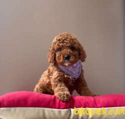 RED BROWN TOY POODLE YAVRULAR 2