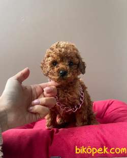RED BROWN TOY POODLE YAVRULAR 4