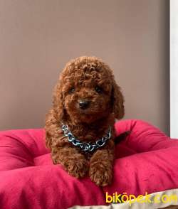 RED BROWN TOY POODLE YAVRULAR