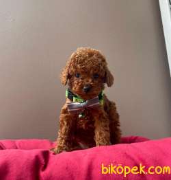 RED BROWN TOY POODLE YAVRULAR 3