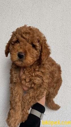 Red Brown Toy Poodle  Yavrular 8 2