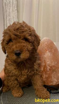 Red Brown Toy Poodle  Yavrular 8 4