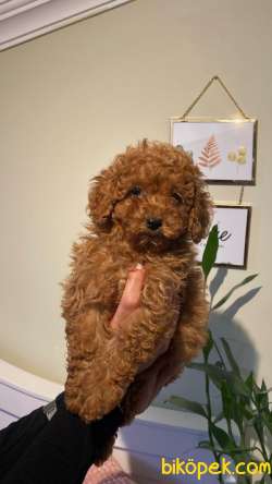 Red Brown Toy Poodle  Yavrular 8 1