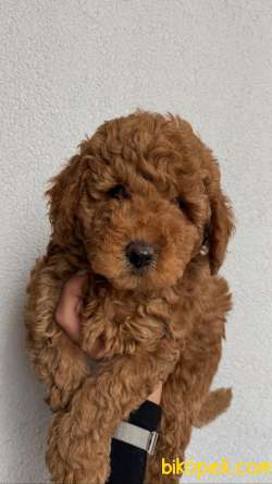 Red Brown Toy Poodle  Yavrular 8 3