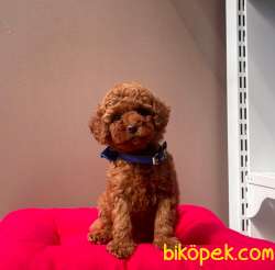 Red Brown Toy Poodle Yavrular 4