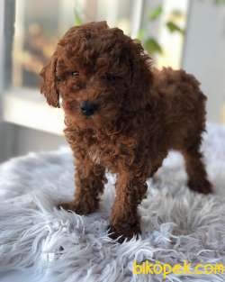 Red Brown Toy Poodle Yavrular 5