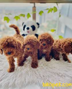 Red Brown Toy Poodle Yavrular 2