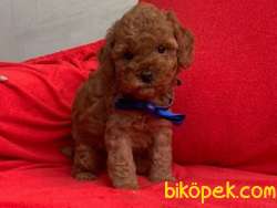 Red Brown Toy Poodle Yavrular 2