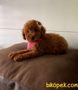 Red Brown Toy Poodle Yavrular 3