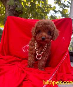 RED BROWN TOY POODLE YAVRULAR 3
