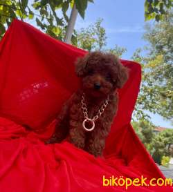 RED BROWN TOY POODLE YAVRULAR 4