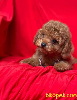 Red Brown Toy Poodle Yavrular 3