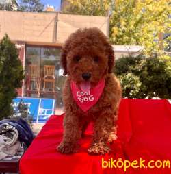 Red Brown Toy Poodle Yavrular 2