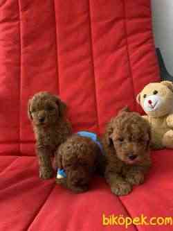 RED BROWN TOY YAVRULAR  DİŞİ 1