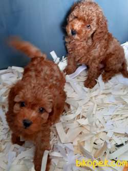 Red Brown Toy Poodle Yavruları 2