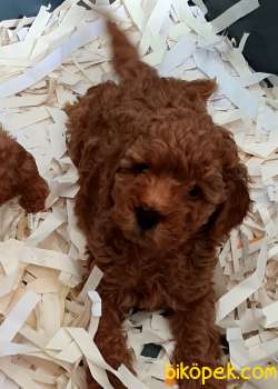 Red Brown Toy Poodle Yavruları 1